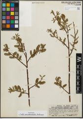 Foto von Salix pseudocordata Andersson